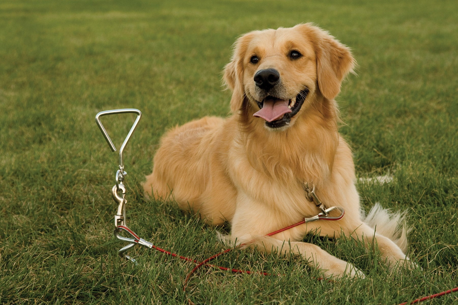 Hyper Tough Model Number 7517W-HT, Spiral Tie Out Stake for Dogs, Zinc Plated, 16", 1 Each