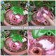thumbnail image 4 of unbranded Dispositivo Para De Plantas En Casa Con De Fresa Y Plástico Resistente Rosa, 4 of 8
