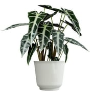 Element Alocasia Amazonica Bambino in 6" White Decor Planter (Approx 15" Tall) Live Plant