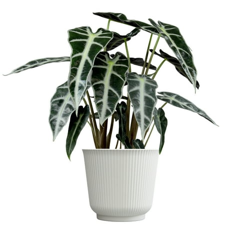 Element Alocasia Amazonica Bambino in 6" White Decor Planter (Approx 15" Tall) Live Plant
