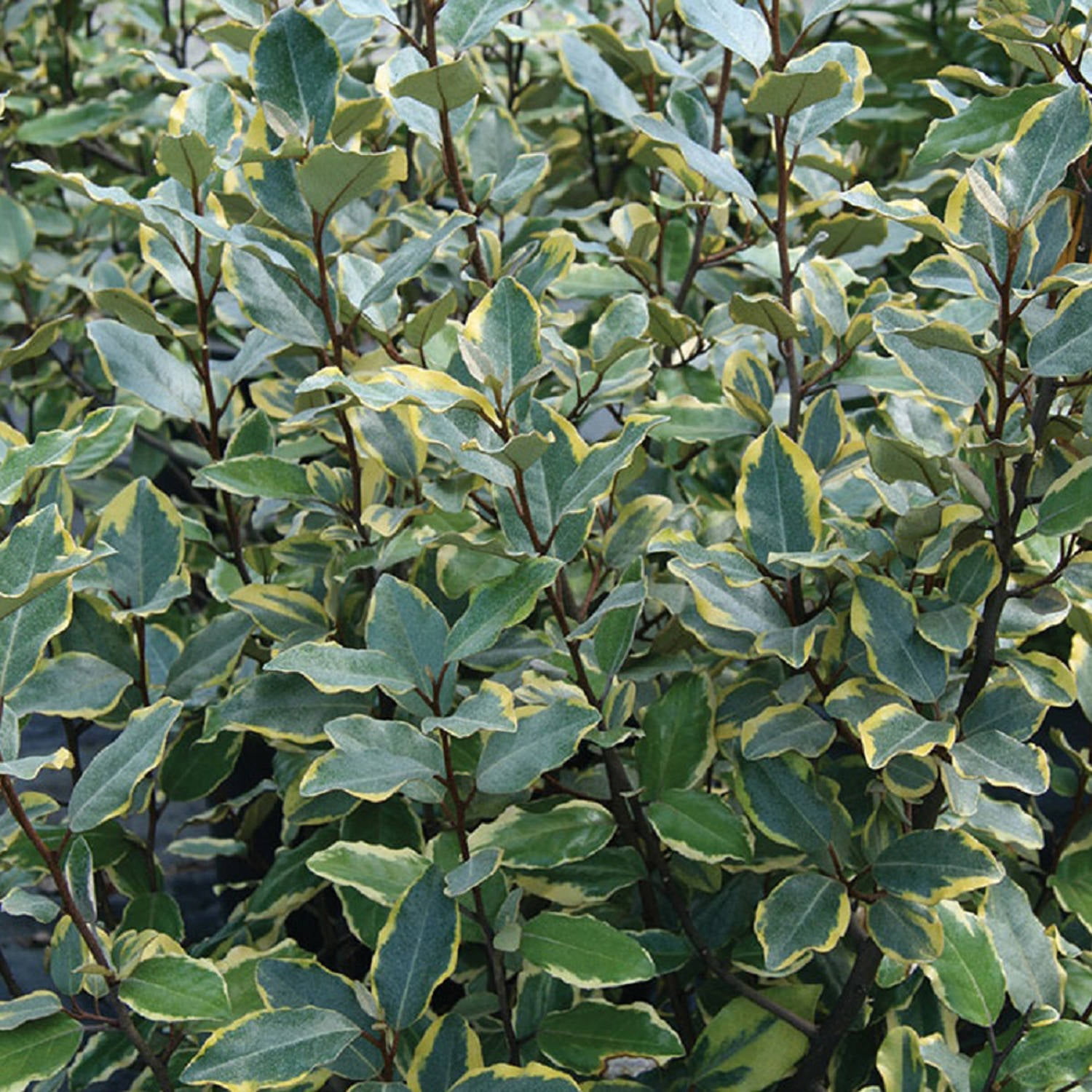 Southern Living Plants OMartini Elaeagnus Evergreen Shrub 2 Gal
