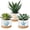 Ocean, variant on GBBG 3 Pcs Decor Gift for Women Planter Ceramic Gift Animal Plant Pot with Bamboo Tray for Office Home Farm House Bathroom Kitchen Christmas Decorations (No Plants Included) (Highland Cow)