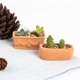 thumbnail image 5 of 3 mini macetas de terracota para cactus, suculentas, vivero, hogar., 5 of 6