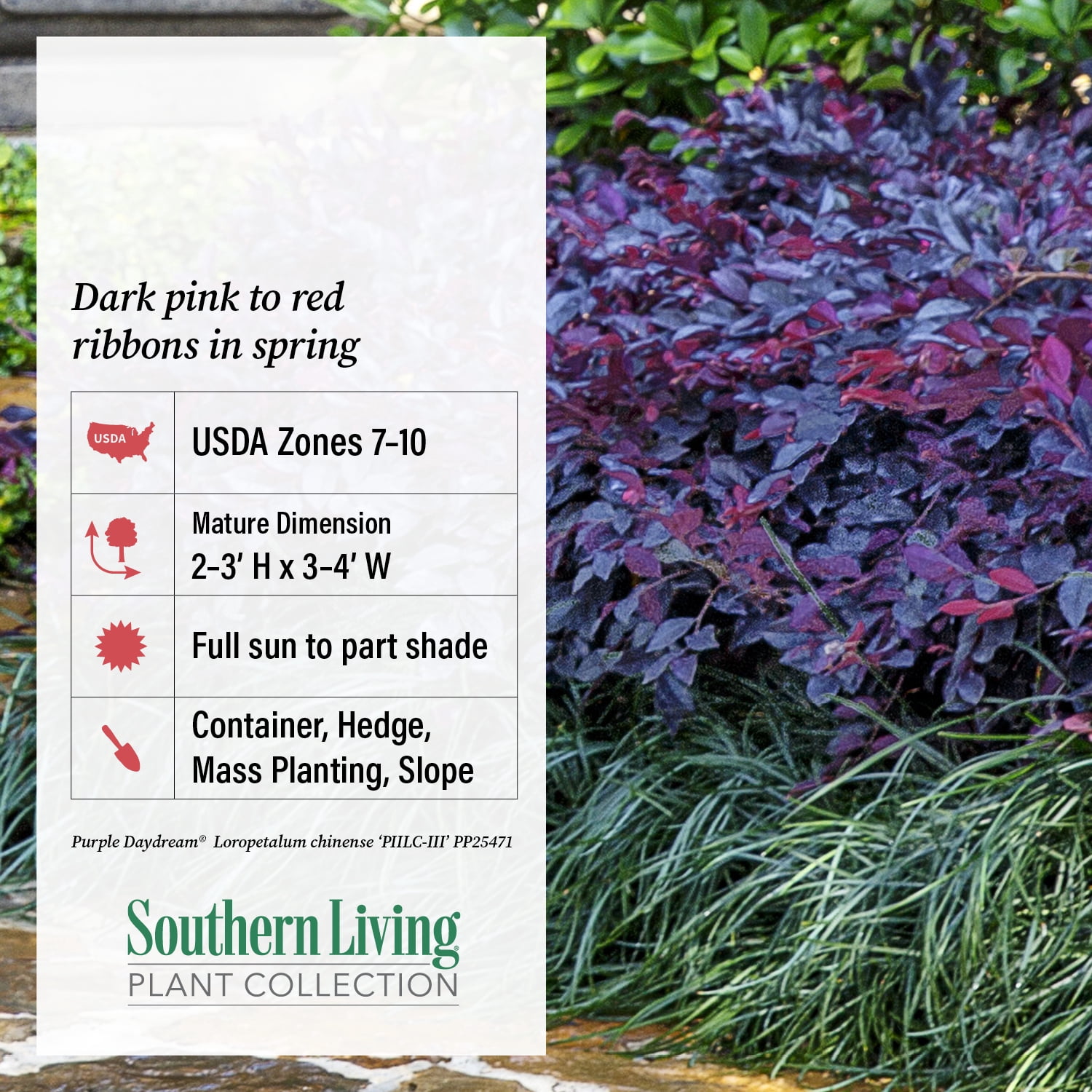 Southern Living Purple Daydream Dwarf Loropetalum Live Shrub in 3-Gallon Grower Pot