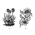 thumbnail image 3 of Injueey Kit de sellos girasol DIY estampado sello tulipán silicona sello Scrapbooking grabación mano de obra Stamper transparente Stampers Suministros de escritura y corrección Tulipán, 3 of 6