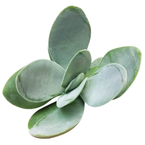Crassula Cotyledonis Succulent (2 inch)