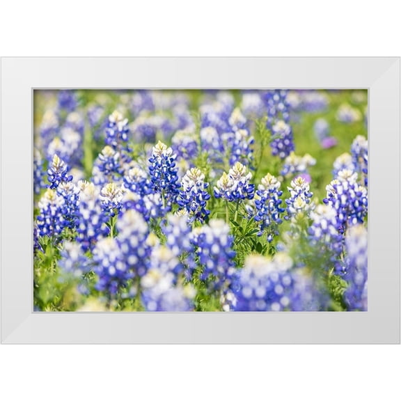 Wilson, Emily M. 14x11 White Modern Wood Framed Museum Art Print Titled - Johnson City-Texas-USA-Bluebonnet wildflowers in the Texas Hill Country