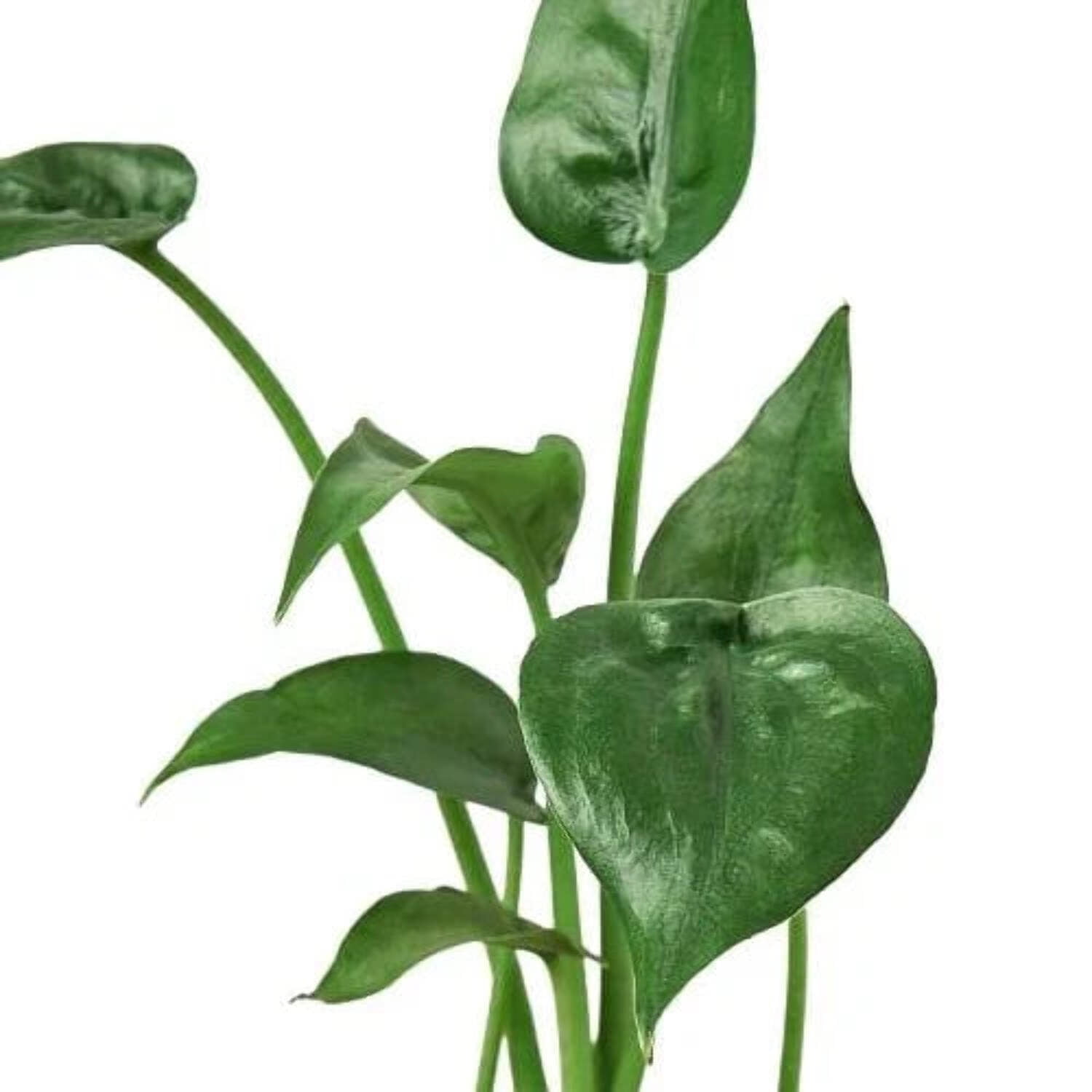 Alocasia 'Tiny Dancer' - 4" Pot, 6" Pot, Indoor Houseplant, Easy Care, Live Plant for Indoor & Outdoor
