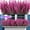 Fuchsia, variant on 12 Bundles Artificial Flowers, Artificial Lavender Flowers Fake Plastic Lavender Plants Stems Bouquet for Home Decor, Wedding, Kitchen, Garden Patio, Office Table, Indoor Outdoor Decorations