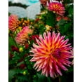 thumbnail image 3 of Zinnia Cactus Flower Seed Mix/ Annual/ Full Sun/ 4000 Seeds 1 oz/ Zellajake Farm and Garden  - B266, 3 of 3