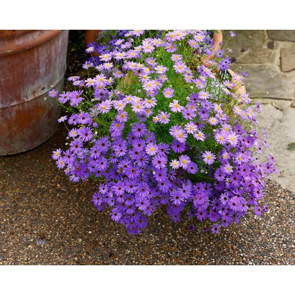 200 Mixed Colors SWAN RIVER DAISY Brachyscome Iberidifolia Flower Seeds