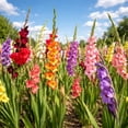 thumbnail image 5 of Bee & Butterfly Blooming Collection - 100 Bulbs Featuring 4 Varieties of Pink, Yellow, Red, White Flowers- Attracts Pollinators to the Garden, 5 of 7