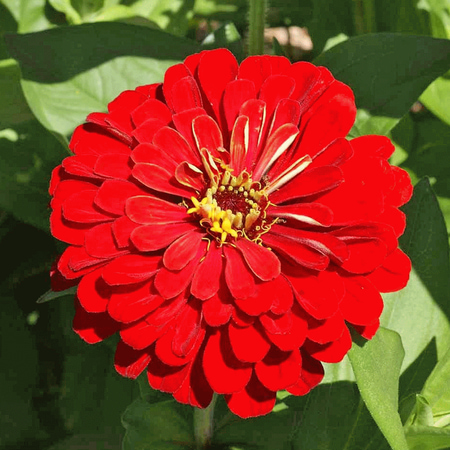 Zinnia Seeds Everwilde Farms - 200 Cherry Queen Zinnia Garden Flower Seeds - Gold Vault Jumbo Bulk Seed Packet ()