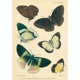 thumbnail image 3 of Smit, Joseph 11x14 Black Modern Framed Museum Art Print Titled - Butterflies, Duke of York Island, 3 of 5