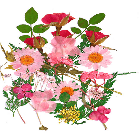 Muestras de plantas secas Macarena 25 piezas Flores secas prensadas naturales