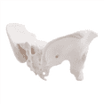 thumbnail image 2 of Life Size Female Pelvis Model, Hip Model - Anatomy Bone Pelvic Anatomical, 2 of 9