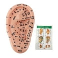 thumbnail image 2 of Ear Acupuncture Point Model, 17cm Educational Tool Ear Zone Model Clear Acupoint Markings  for Learning Reflexology, 2 of 7