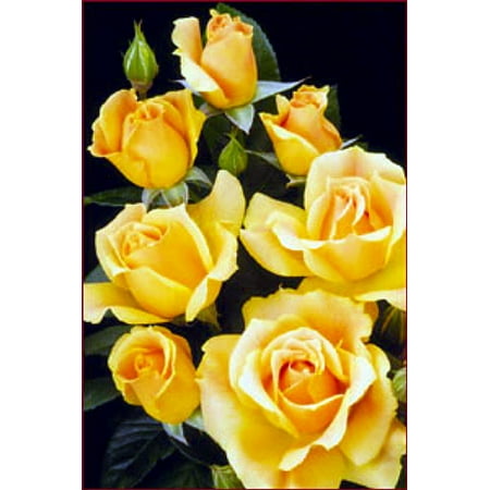 Easy Going Rose Bush - Creamy Yellow, Ruffled Blooms - 4