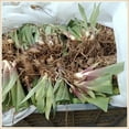 Iris Bulbs Perennial Reblooming Bearded Iris Plant Bulbs Rhizomes
