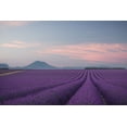 thumbnail image 2 of Anton, Rostovskiy 32x23 Black Ornate Wood Framed with Double Matting Museum Art Print Titled - Lavender Field, 2 of 4