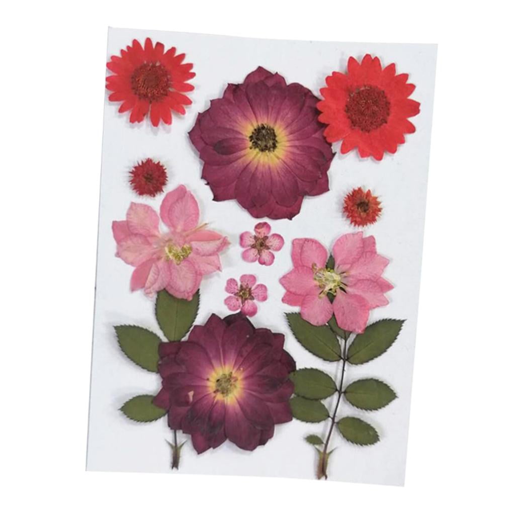 FVDPWYE 6Pcs Real Pressed Dried Flower Leaves for DIY Scrapbooking CardMaking Art Crafts