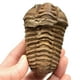 thumbnail image 1 of 1Pcs Flexicalymene Moroccan Trilobites Fossil 8-9cm Morocco, 1 of 5