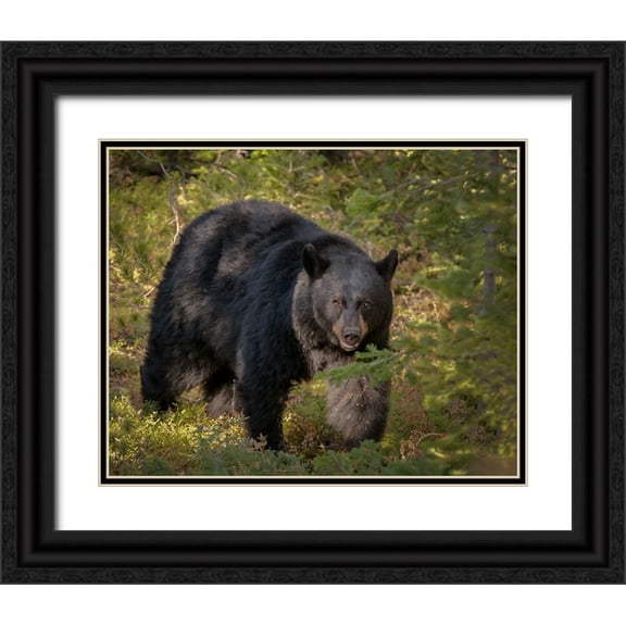 Galloimages Online 14x12 Black Ornate Wood Framed with Double Matting Museum Art Print Titled - Black Bear Sow YNP