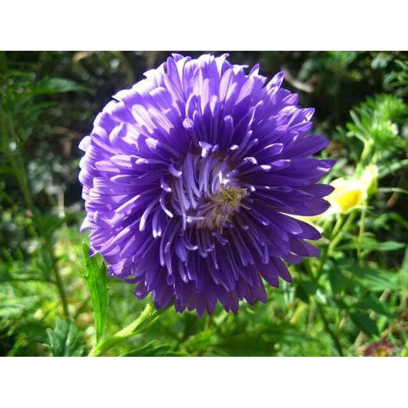 30 Duchess DARK BLUE PAEONY Aster French Peony Callistephus Flower Seeds