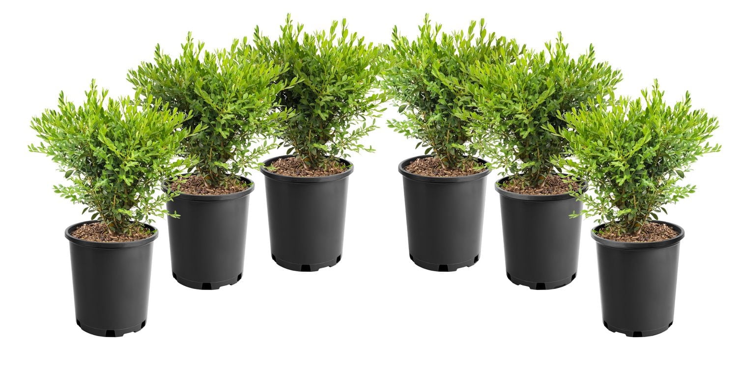 6 buis, pot de 3,8 L (1 gal)