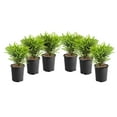 thumbnail image 1 of 1 Gallon (3.8L) Boxwood 6 Pack, 1 of 3