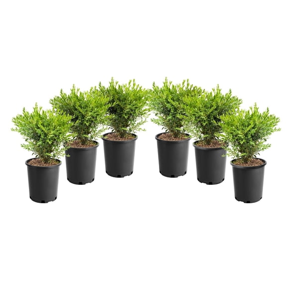 1 Gallon (3.8L) Boxwood 6 Pack