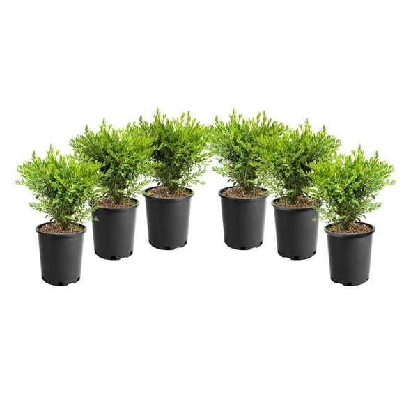 1 Gallon (3.8L) Boxwood 6 Pack