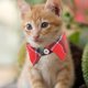 thumbnail image 3 of KAKOWELY Collar para gato, lindo collar para gatito con cascabel, collar a cuadros para gato, collar ajustable para mascota, 3 of 5