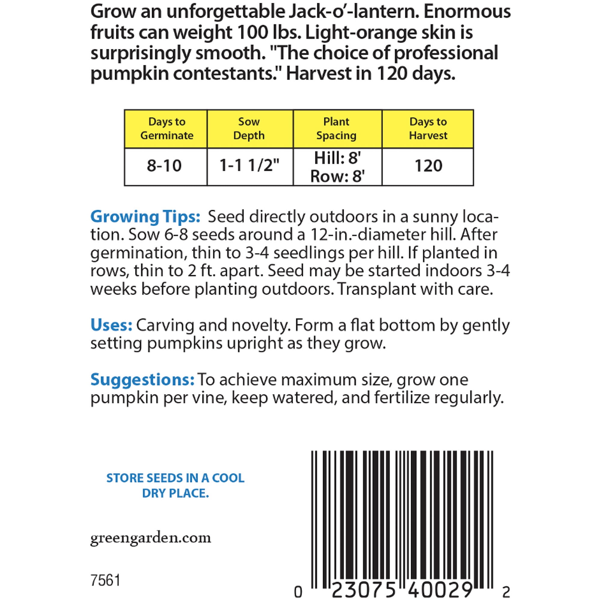 American Seed Pumpkin Big Max Annual Vegetable Seeds Full Sun