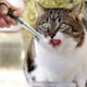 thumbnail image 4 of Methold 2 piezas de comedero para mascotas, empujador, píldora, comida, agua, leche, tubo de empuje, dispensador, varillas de Control, portátil, Suministros de alimentación y agua para mascotas Methold BFH000604-00, 4 of 6