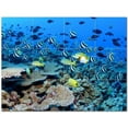 thumbnail image 1 of Sealife Photo Ceramic Tile Mural Kitchen Backsplash Bathroom Shower 405776-XL43, 1 of 3