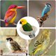 thumbnail image 5 of Nido de pájaro de cuerda de algodón, nido de cría de periquitos hecho a mano cálido para el invierno, nido de pájaros para jaulas de periquitos que se posan, con suaves cojines, 5 of 6