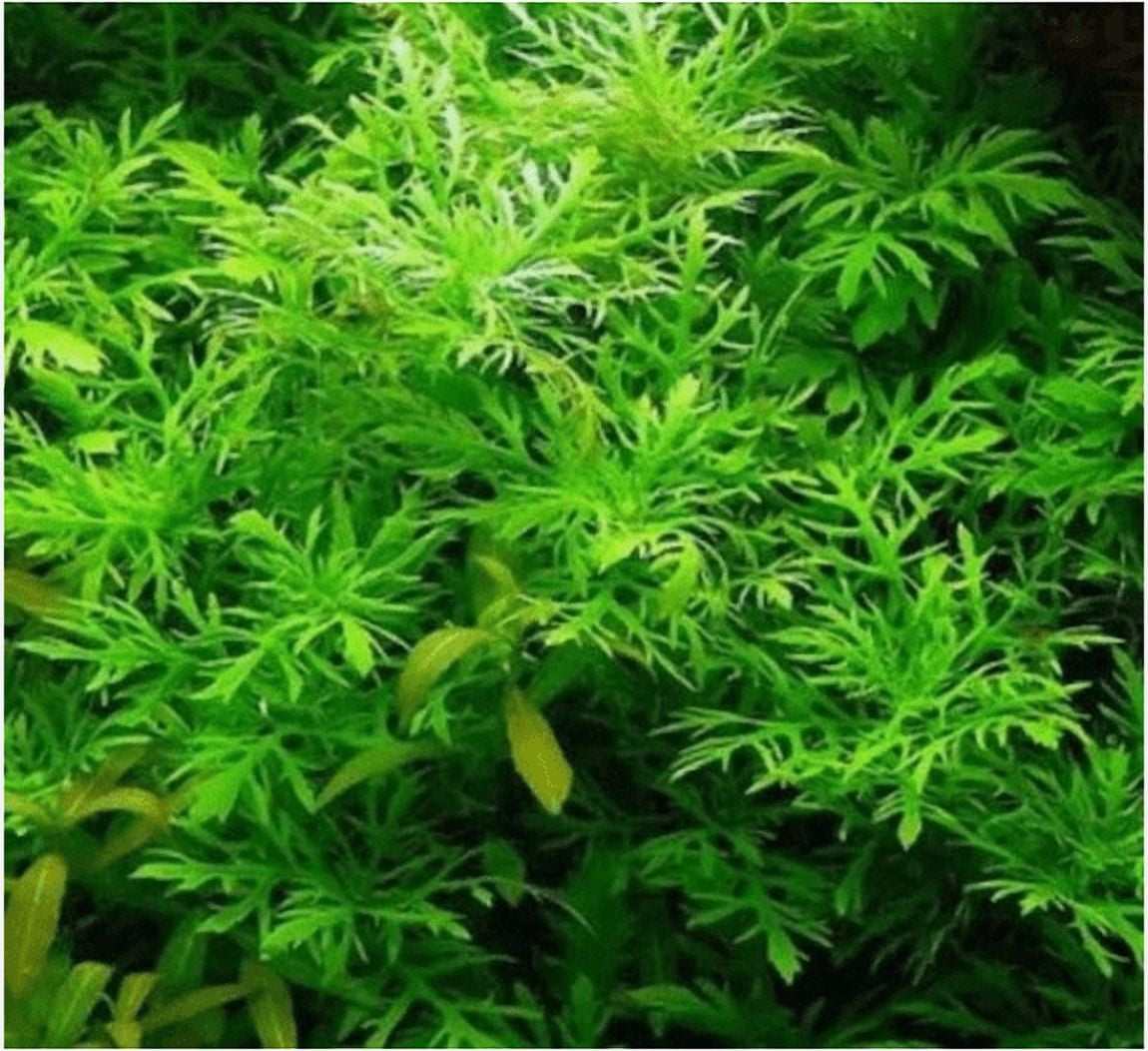 Hygrophila Difformis (Water Wisteria) – Live Aquarium Plant Bunch for Freshwater Tanks