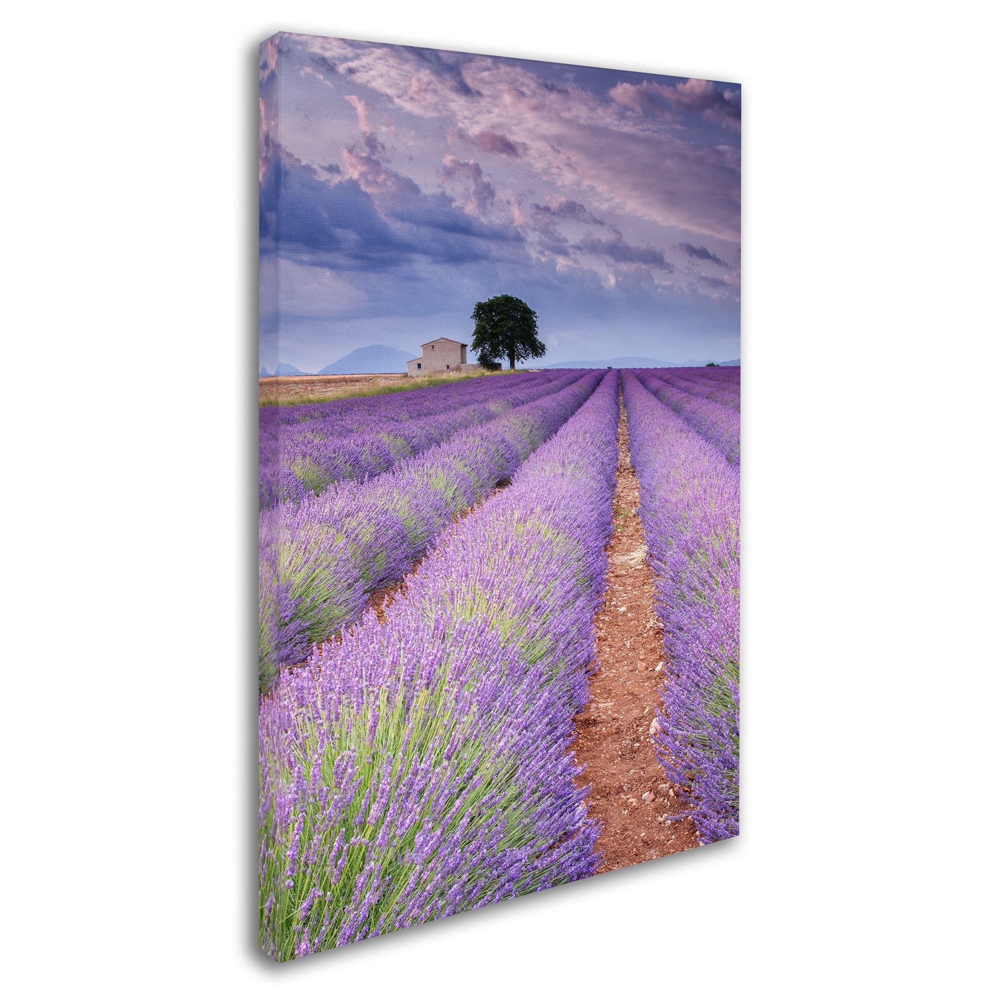 Trademark Fine Art "Rows Of Lavender" Canvas Art by Michael Blanchette Photography