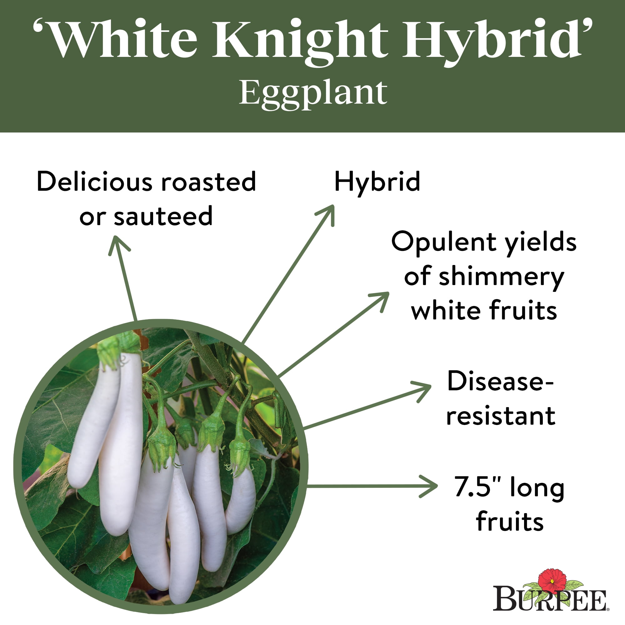 Burpee White Knight Hybrid Eggplant Vegetable Seed, 1-Pack