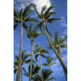thumbnail image 2 of Hawaii, Palm Trees Against Blue Sky And Clouds. Poster Print (22 x 34), 2 of 4