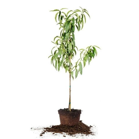 4-5 ft Early Elberta Peach Tree - Delicious Fruit - Low Maintenance