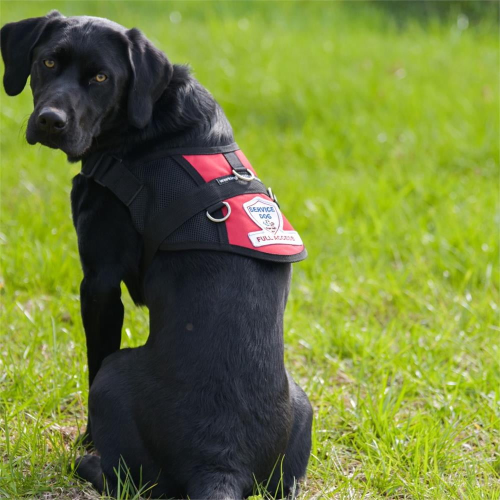 service dog vest walmart