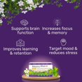 thumbnail image 2 of Brain Supplement for Memory, Focus, Cognitive Health, Rhodiola Rosea, Bacopa Monnieri, Multivitamin with Vitamin B Complex, Biotin, Magnesium, Iodine for Brain Function - 60 Capsules, 1 Pack, 2 of 7