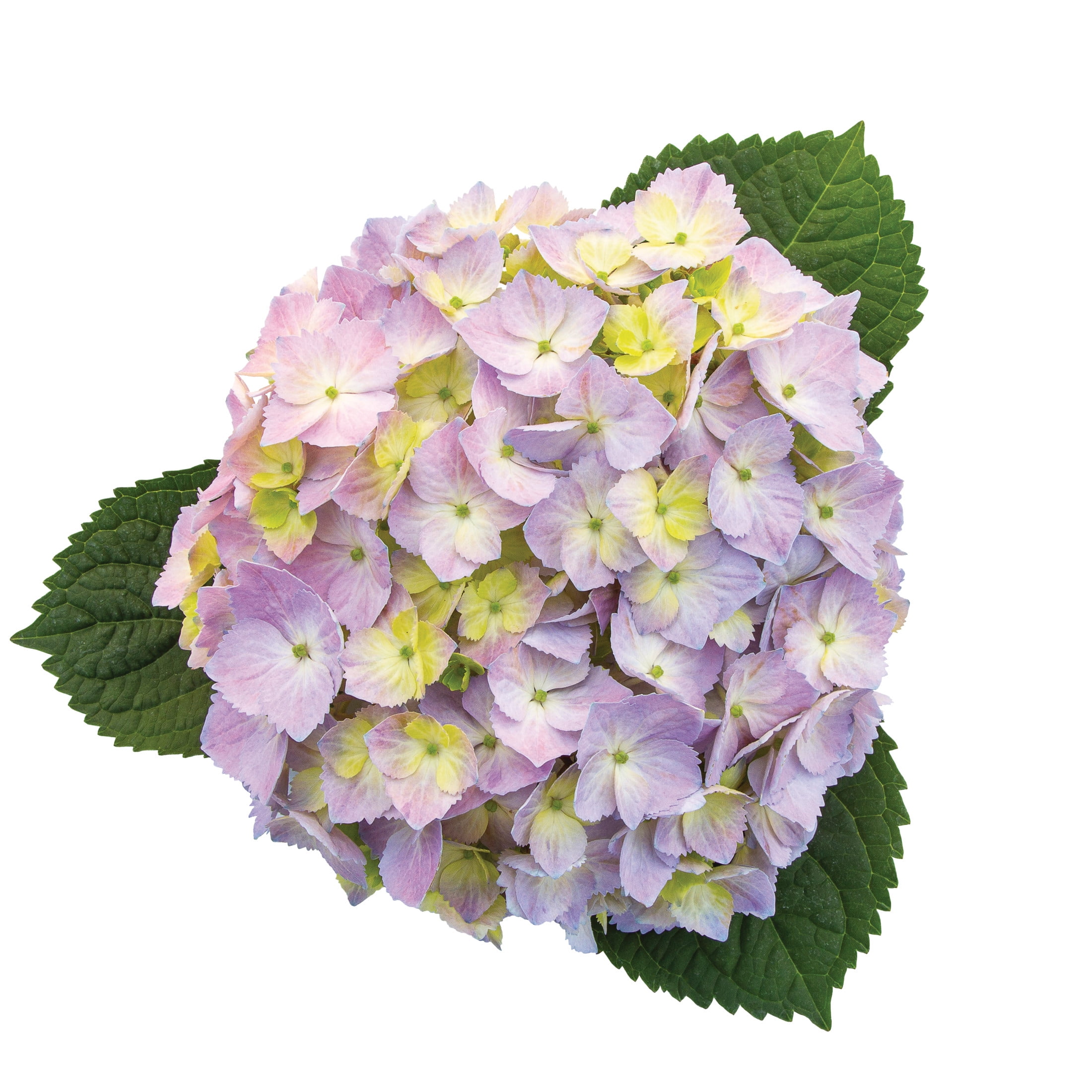 Proven Winners ColorChoice 5" Multicolor Let's Dance Sky View Reblooming Hydrangea Live Plant in 4.5" Pot (4 Count)