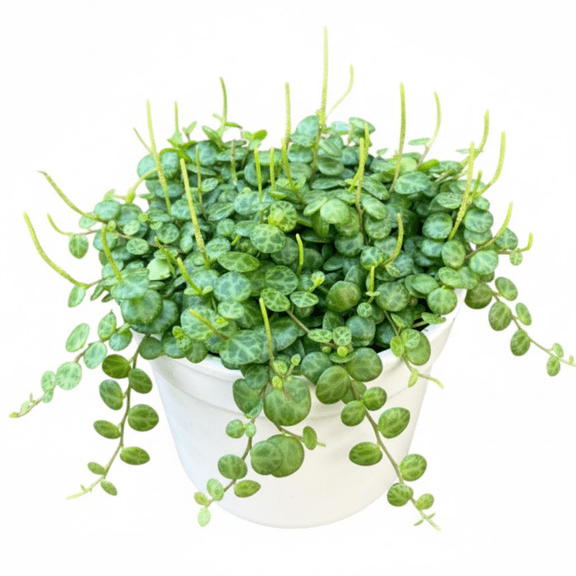 String of Turtles Live Plant in 3'' Pot, Live Indoor Houseplant for Hanging Planters