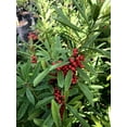 thumbnail image 5 of Dahoon Holly Tree  3 Live Plants  Ilex Cassine  Beautiful Red Berries  Screening Hedge Privacy Foliage, 5 of 9