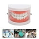 thumbnail image 5 of Modelo de encías para prótesis dentales, 28 piezas, modelo estándar de dientes para adultos, herramienta de enseñanza médica, 5 of 9