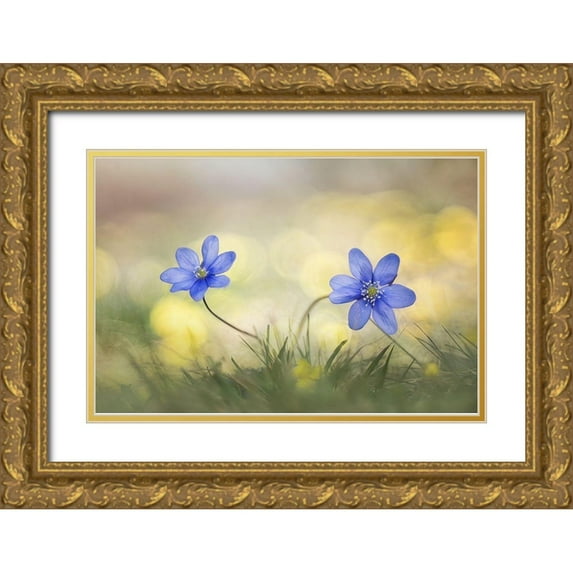 Marini, Roberto 24x17 Gold Ornate Wood Framed with Double Matting Museum Art Print Titled - Hepatica