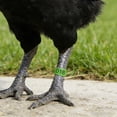 thumbnail image 4 of Green Chicken Leg Bands Set Of 50 Numbered Poultry Identification Rings Clip On For Farm 16Mm Plastic, 4 of 6